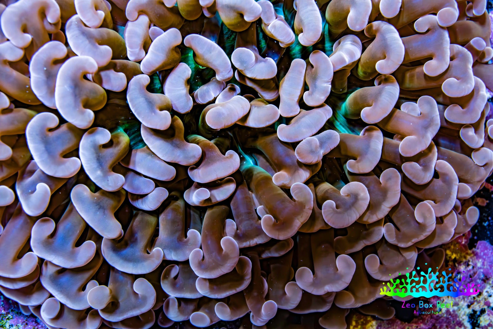 Ultra Hammer Coral -  WYSIWYG 8cm B4R6B1 Ultra Hammer Coral -  WYSIWYG 8cm B4R6B1 Aquarium Decor Ultra Hammer Coral -  WYSIWYG 8cm B4R6B1 Zeo Box Reef