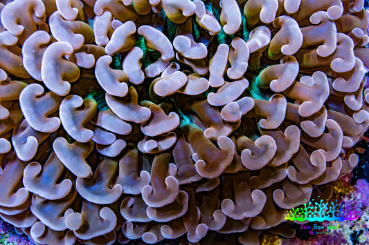 Ultra Hammer Coral -  WYSIWYG 8cm B4R6B1 Ultra Hammer Coral -  WYSIWYG 8cm B4R6B1 Aquarium Decor Ultra Hammer Coral -  WYSIWYG 8cm B4R6B1 Zeo Box Reef