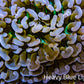 Ultra Hammer Coral -  WYSIWYG 8cm B4R6B1 Ultra Hammer Coral -  WYSIWYG 8cm B4R6B1 Aquarium Decor Ultra Hammer Coral -  WYSIWYG 8cm B4R6B1 Zeo Box Reef