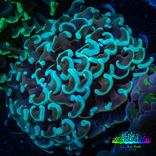 Ultra Hammer Coral -  WYSIWYG 8cm B5R6B1 Ultra Hammer Coral -  WYSIWYG 8cm B5R6B1 Aquarium Decor Ultra Hammer Coral -  WYSIWYG 8cm B5R6B1 Zeo Box Reef
