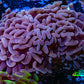 Ultra Hammer Coral -  WYSIWYG 8cm B5R6B1 Ultra Hammer Coral -  WYSIWYG 8cm B5R6B1 Aquarium Decor Ultra Hammer Coral -  WYSIWYG 8cm B5R6B1 Zeo Box Reef