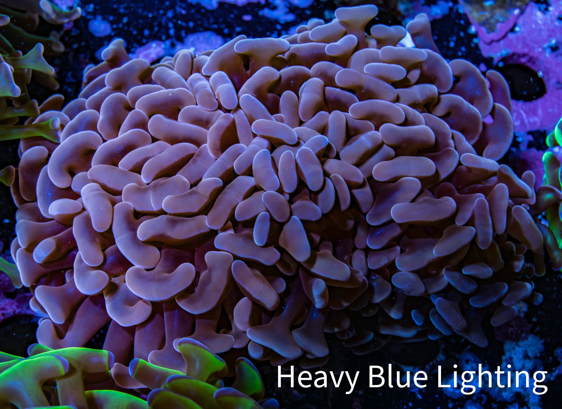 Ultra Hammer Coral -  WYSIWYG 8cm B5R6B1 Ultra Hammer Coral -  WYSIWYG 8cm B5R6B1 Aquarium Decor Ultra Hammer Coral -  WYSIWYG 8cm B5R6B1 Zeo Box Reef