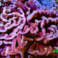 Ultra Hammer Coral -  WYSIWYG 8cm B5R6B1 Ultra Hammer Coral -  WYSIWYG 8cm B5R6B1 Aquarium Decor Ultra Hammer Coral -  WYSIWYG 8cm B5R6B1 Zeo Box Reef