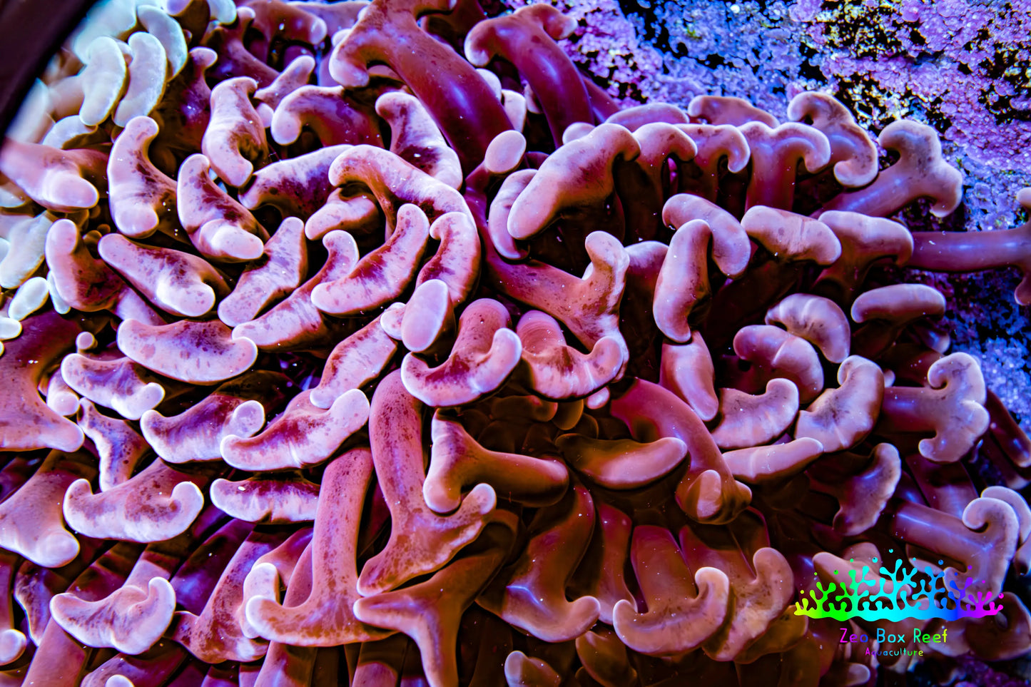 Ultra Hammer Coral -  WYSIWYG 8cm B5R6B1 Ultra Hammer Coral -  WYSIWYG 8cm B5R6B1 Aquarium Decor Ultra Hammer Coral -  WYSIWYG 8cm B5R6B1 Zeo Box Reef