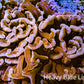 Ultra Hammer Coral -  WYSIWYG 8cm B5R6B1 Ultra Hammer Coral -  WYSIWYG 8cm B5R6B1 Aquarium Decor Ultra Hammer Coral -  WYSIWYG 8cm B5R6B1 Zeo Box Reef
