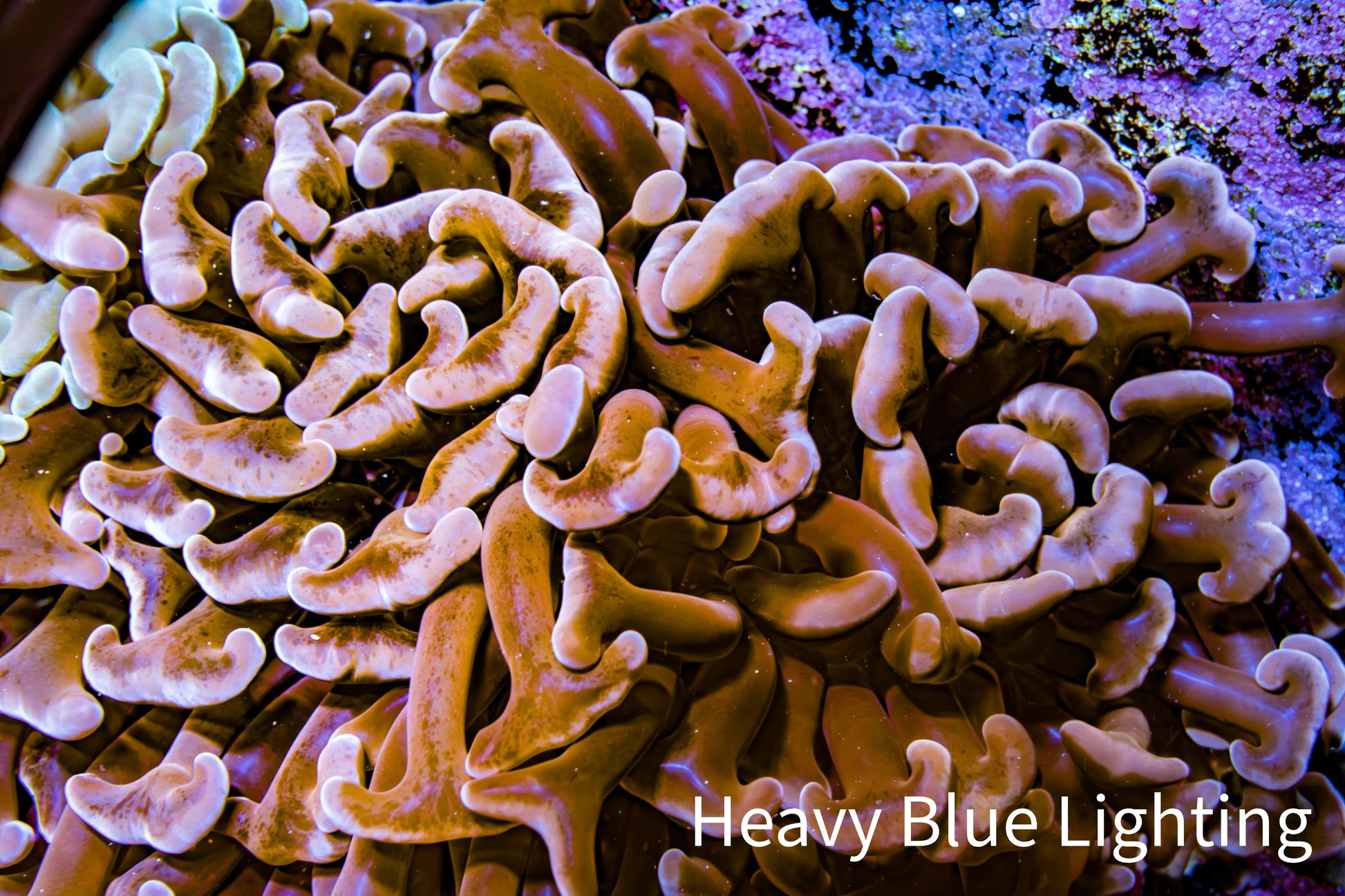 Ultra Hammer Coral -  WYSIWYG 8cm B5R6B1 Ultra Hammer Coral -  WYSIWYG 8cm B5R6B1 Aquarium Decor Ultra Hammer Coral -  WYSIWYG 8cm B5R6B1 Zeo Box Reef