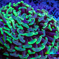 Ultra Hammer Coral -  WYSIWYG 8cm F5R6B1 Ultra Hammer Coral -  WYSIWYG 8cm F5R6B1 Aquarium Decor Ultra Hammer Coral -  WYSIWYG 8cm F5R6B1 Zeo Box Reef