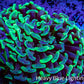 Ultra Hammer Coral -  WYSIWYG 8cm F5R6B1 Ultra Hammer Coral -  WYSIWYG 8cm F5R6B1 Aquarium Decor Ultra Hammer Coral -  WYSIWYG 8cm F5R6B1 Zeo Box Reef