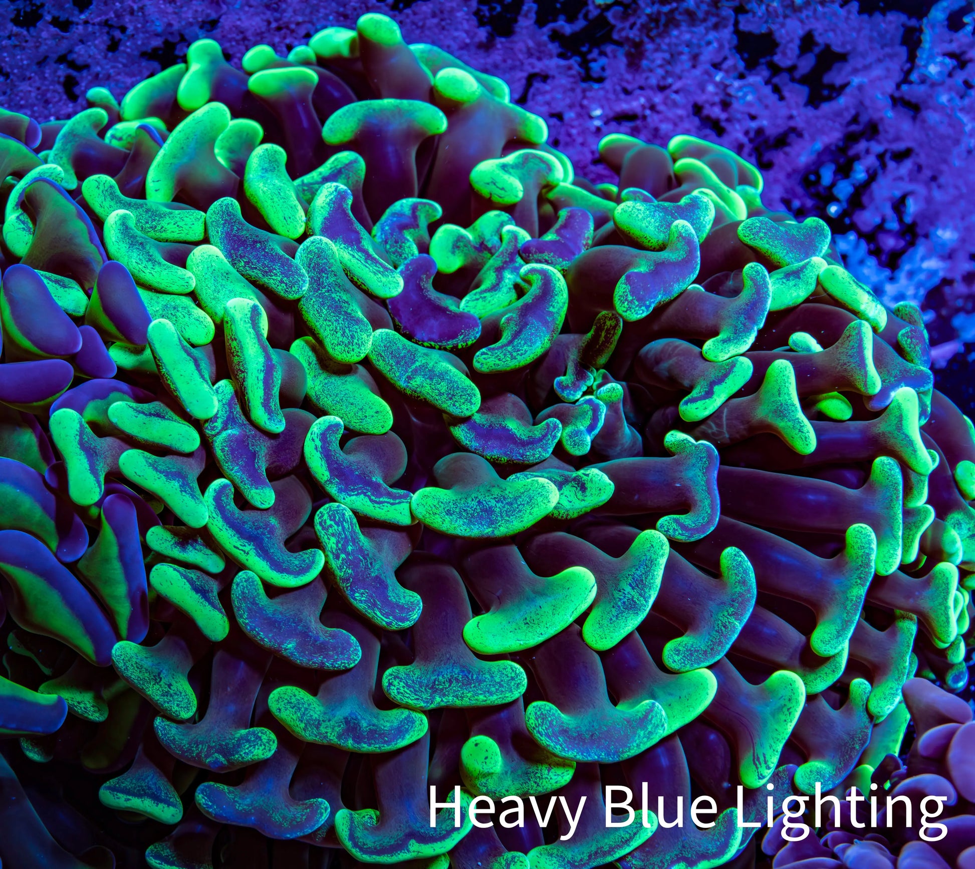 Ultra Hammer Coral -  WYSIWYG 8cm F5R6B1 Ultra Hammer Coral -  WYSIWYG 8cm F5R6B1 Aquarium Decor Ultra Hammer Coral -  WYSIWYG 8cm F5R6B1 Zeo Box Reef