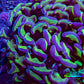 Ultra Hammer Coral -  WYSIWYG 8cm F6R6B1 Ultra Hammer Coral -  WYSIWYG 8cm F6R6B1 Aquarium Decor Ultra Hammer Coral -  WYSIWYG 8cm F6R6B1 Zeo Box Reef