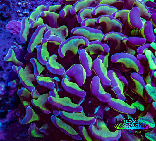 Ultra Hammer Coral -  WYSIWYG 8cm F6R6B1 Ultra Hammer Coral -  WYSIWYG 8cm F6R6B1 Aquarium Decor Ultra Hammer Coral -  WYSIWYG 8cm F6R6B1 Zeo Box Reef