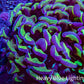 Ultra Hammer Coral -  WYSIWYG 8cm F6R6B1 Ultra Hammer Coral -  WYSIWYG 8cm F6R6B1 Aquarium Decor Ultra Hammer Coral -  WYSIWYG 8cm F6R6B1 Zeo Box Reef