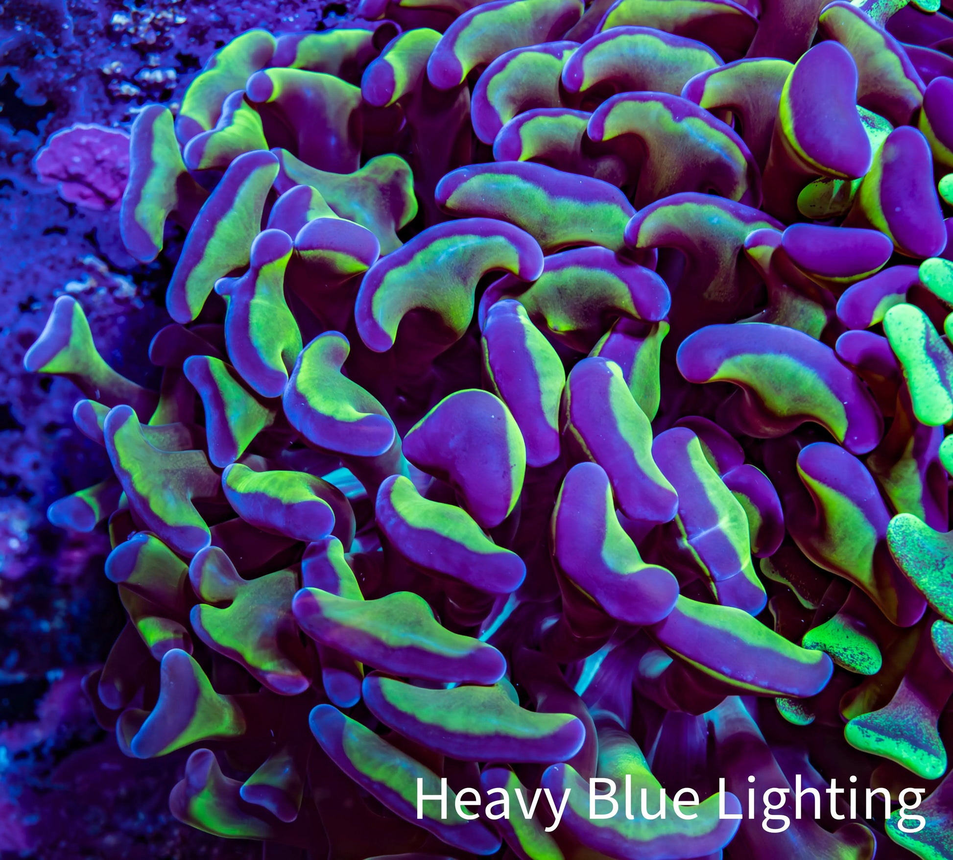 Ultra Hammer Coral -  WYSIWYG 8cm F6R6B1 Ultra Hammer Coral -  WYSIWYG 8cm F6R6B1 Aquarium Decor Ultra Hammer Coral -  WYSIWYG 8cm F6R6B1 Zeo Box Reef
