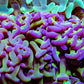 Ultra Hammer Coral   WYSIWYG 8cm Ultra Hammer Coral   WYSIWYG 8cm Aquarium Decor Ultra Hammer Coral   WYSIWYG 8cm Zeo Box Reef