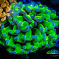 Ultra Hammer Coral WYSIWYG 8cm Ultra Hammer Coral WYSIWYG 8cm Aquarium Decor Ultra Hammer Coral WYSIWYG 8cm Zeo Box Reef
