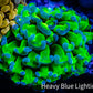 Ultra Hammer Coral WYSIWYG 8cm Ultra Hammer Coral WYSIWYG 8cm Aquarium Decor Ultra Hammer Coral WYSIWYG 8cm Zeo Box Reef