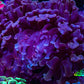 Ultra Hammer Coral -  WYSIWYG 9cm A1R6B1 Ultra Hammer Coral -  WYSIWYG 9cm A1R6B1 Aquarium Decor Ultra Hammer Coral -  WYSIWYG 9cm A1R6B1 Zeo Box Reef