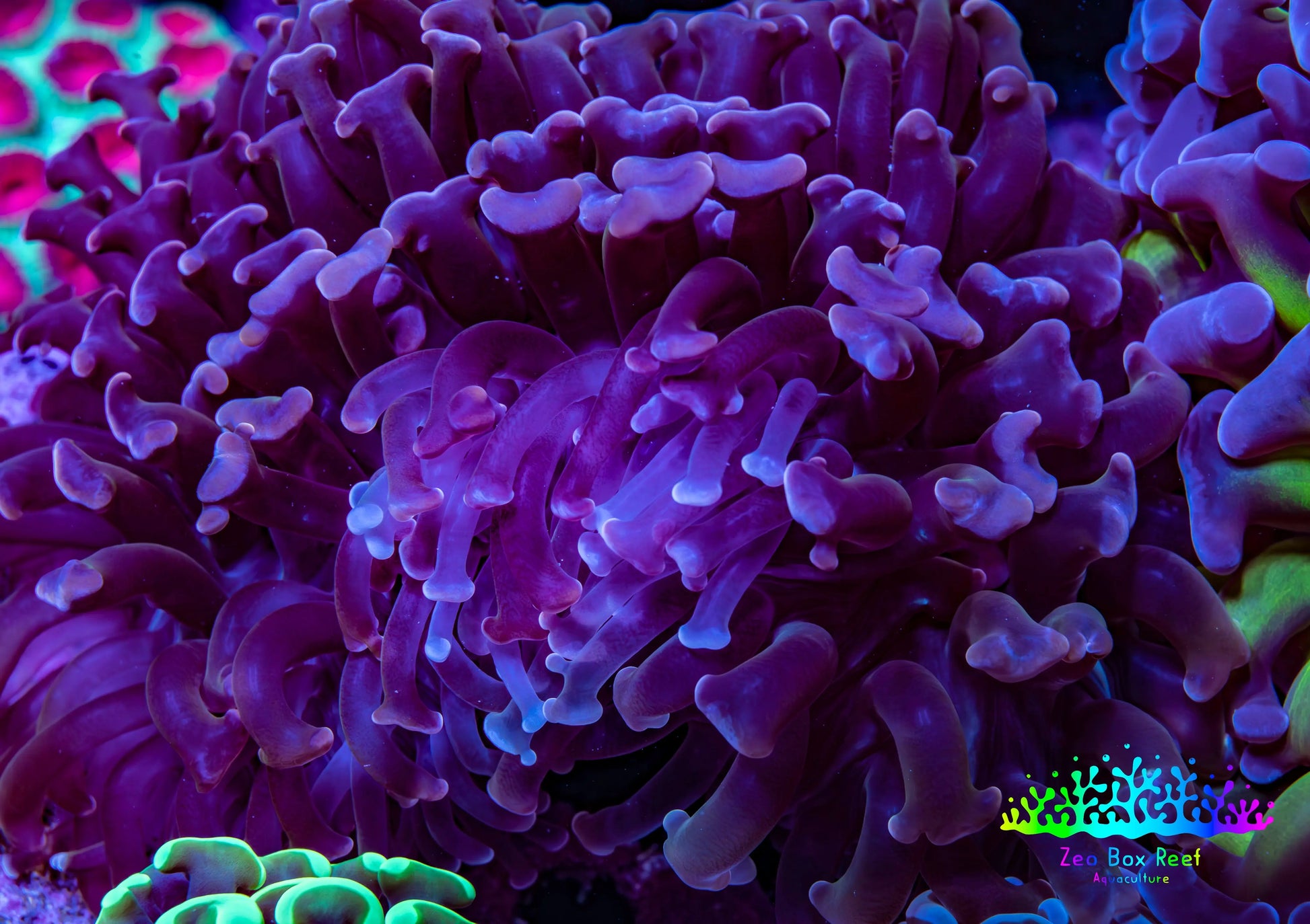 Ultra Hammer Coral -  WYSIWYG 9cm A1R6B1 Ultra Hammer Coral -  WYSIWYG 9cm A1R6B1 Aquarium Decor Ultra Hammer Coral -  WYSIWYG 9cm A1R6B1 Zeo Box Reef