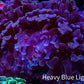 Ultra Hammer Coral -  WYSIWYG 9cm A1R6B1 Ultra Hammer Coral -  WYSIWYG 9cm A1R6B1 Aquarium Decor Ultra Hammer Coral -  WYSIWYG 9cm A1R6B1 Zeo Box Reef