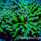 Ultra  Hammer Coral -  WYSIWYG 9cm A2R56B1 Ultra  Hammer Coral -  WYSIWYG 9cm A2R56B1 Aquarium Decor Ultra  Hammer Coral -  WYSIWYG 9cm A2R56B1 Zeo Box Reef