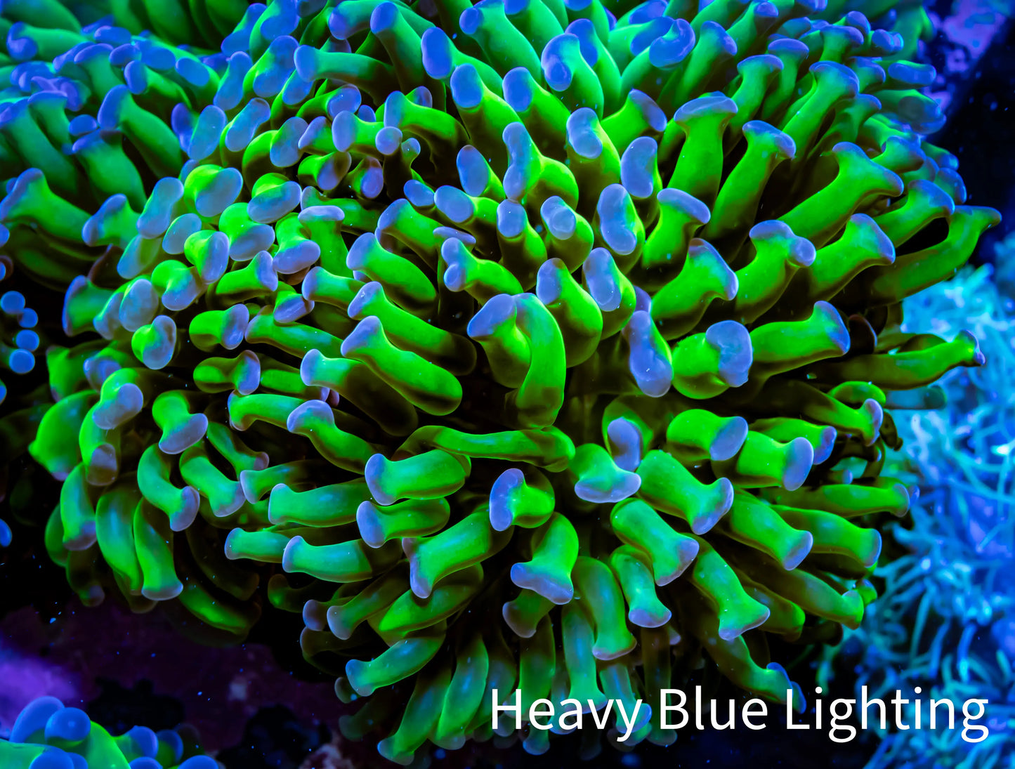 Ultra  Hammer Coral -  WYSIWYG 9cm A2R56B1 Ultra  Hammer Coral -  WYSIWYG 9cm A2R56B1 Aquarium Decor Ultra  Hammer Coral -  WYSIWYG 9cm A2R56B1 Zeo Box Reef