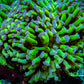 Ultra  Hammer Coral -  WYSIWYG 9cm A2R56B1 Ultra  Hammer Coral -  WYSIWYG 9cm A2R56B1 Aquarium Decor Ultra  Hammer Coral -  WYSIWYG 9cm A2R56B1 Zeo Box Reef