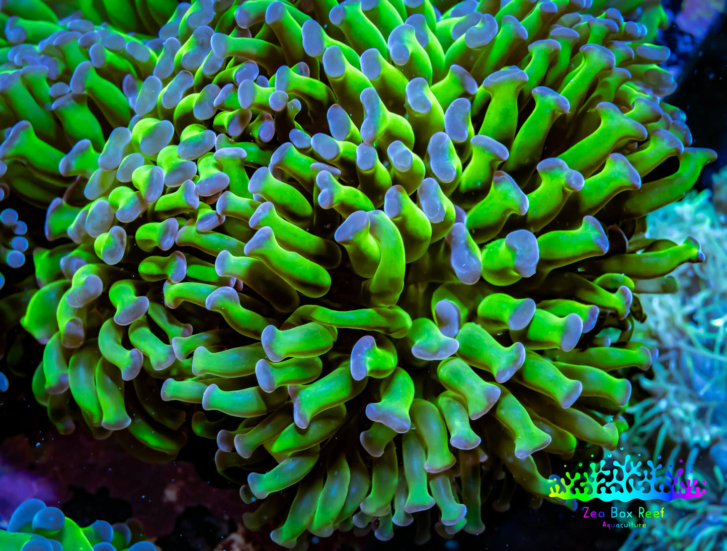 Ultra  Hammer Coral -  WYSIWYG 9cm A2R56B1 Ultra  Hammer Coral -  WYSIWYG 9cm A2R56B1 Aquarium Decor Ultra  Hammer Coral -  WYSIWYG 9cm A2R56B1 Zeo Box Reef