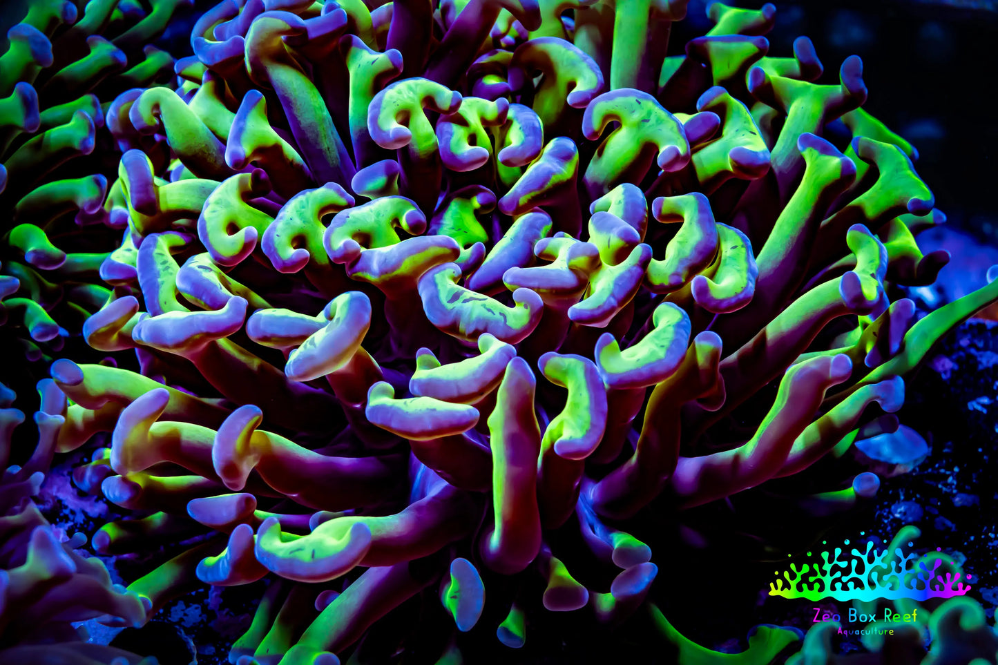 Ultra Hammer Coral WYSIWYG 9cm A2R6B1 Ultra Hammer Coral WYSIWYG 9cm A2R6B1 Aquarium Decor Ultra Hammer Coral WYSIWYG 9cm A2R6B1 Zeo Box Reef