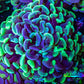 Ultra Hammer Coral -  WYSIWYG 9cm B2R6B1 Ultra Hammer Coral -  WYSIWYG 9cm B2R6B1 Aquarium Decor Ultra Hammer Coral -  WYSIWYG 9cm B2R6B1 Zeo Box Reef