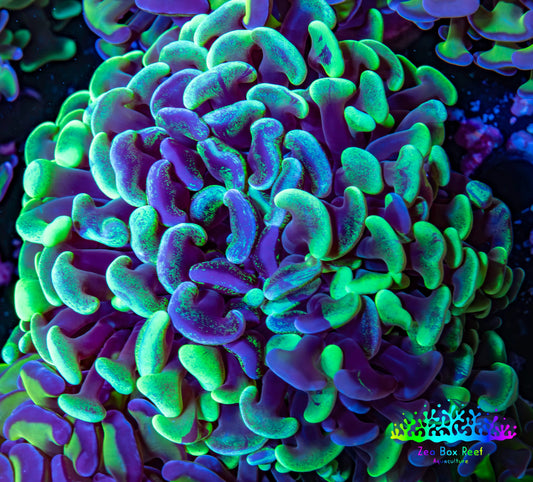 Ultra Hammer Coral -  WYSIWYG 9cm B2R6B1 Ultra Hammer Coral -  WYSIWYG 9cm B2R6B1 Aquarium Decor Ultra Hammer Coral -  WYSIWYG 9cm B2R6B1 Zeo Box Reef