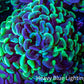 Ultra Hammer Coral -  WYSIWYG 9cm B2R6B1 Ultra Hammer Coral -  WYSIWYG 9cm B2R6B1 Aquarium Decor Ultra Hammer Coral -  WYSIWYG 9cm B2R6B1 Zeo Box Reef