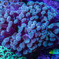 Ultra Hammer Coral -  WYSIWYG 9cm B6R6B1 Ultra Hammer Coral -  WYSIWYG 9cm B6R6B1 Aquarium Decor Ultra Hammer Coral -  WYSIWYG 9cm B6R6B1 Zeo Box Reef