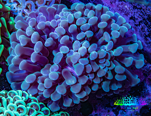 Ultra Hammer Coral -  WYSIWYG 9cm B6R6B1 Ultra Hammer Coral -  WYSIWYG 9cm B6R6B1 Aquarium Decor Ultra Hammer Coral -  WYSIWYG 9cm B6R6B1 Zeo Box Reef