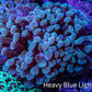 Ultra Hammer Coral -  WYSIWYG 9cm B6R6B1 Ultra Hammer Coral -  WYSIWYG 9cm B6R6B1 Aquarium Decor Ultra Hammer Coral -  WYSIWYG 9cm B6R6B1 Zeo Box Reef