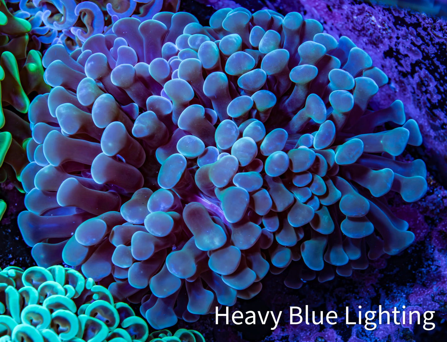 Ultra Hammer Coral -  WYSIWYG 9cm B6R6B1 Ultra Hammer Coral -  WYSIWYG 9cm B6R6B1 Aquarium Decor Ultra Hammer Coral -  WYSIWYG 9cm B6R6B1 Zeo Box Reef