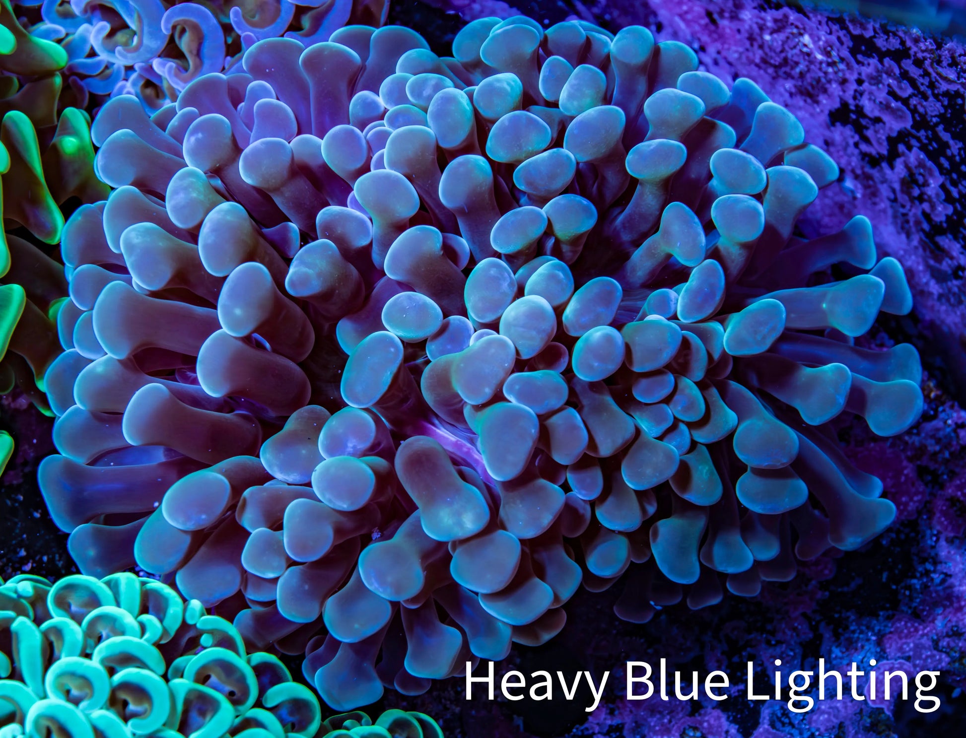 Ultra Hammer Coral -  WYSIWYG 9cm B6R6B1 Ultra Hammer Coral -  WYSIWYG 9cm B6R6B1 Aquarium Decor Ultra Hammer Coral -  WYSIWYG 9cm B6R6B1 Zeo Box Reef