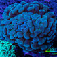 Ultra Hammer Coral -  WYSIWYG 9cm B6R6B1 Ultra Hammer Coral -  WYSIWYG 9cm B6R6B1 Aquarium Decor Ultra Hammer Coral -  WYSIWYG 9cm B6R6B1 Zeo Box Reef