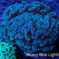 Ultra Hammer Coral -  WYSIWYG 9cm B6R6B1 Ultra Hammer Coral -  WYSIWYG 9cm B6R6B1 Aquarium Decor Ultra Hammer Coral -  WYSIWYG 9cm B6R6B1 Zeo Box Reef