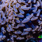 Ultra Hammer Coral -  WYSIWYG 9cm C1R5B1 Ultra Hammer Coral -  WYSIWYG 9cm C1R5B1 Aquarium Decor Ultra Hammer Coral -  WYSIWYG 9cm C1R5B1 Zeo Box Reef
