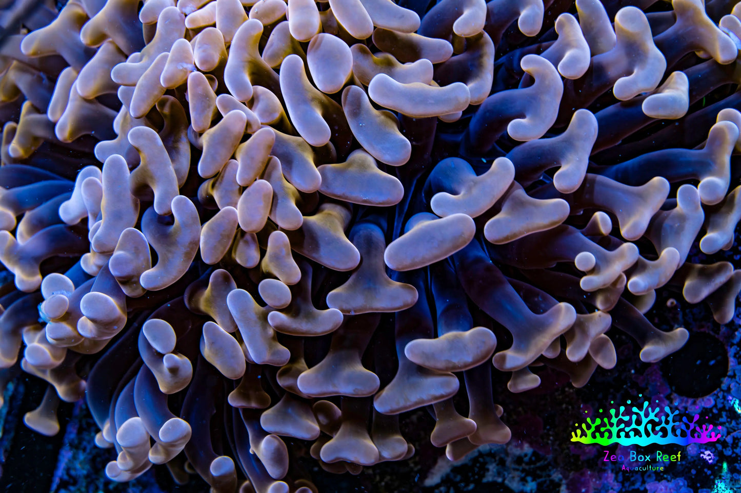 Ultra Hammer Coral -  WYSIWYG 9cm C1R5B1 Ultra Hammer Coral -  WYSIWYG 9cm C1R5B1 Aquarium Decor Ultra Hammer Coral -  WYSIWYG 9cm C1R5B1 Zeo Box Reef