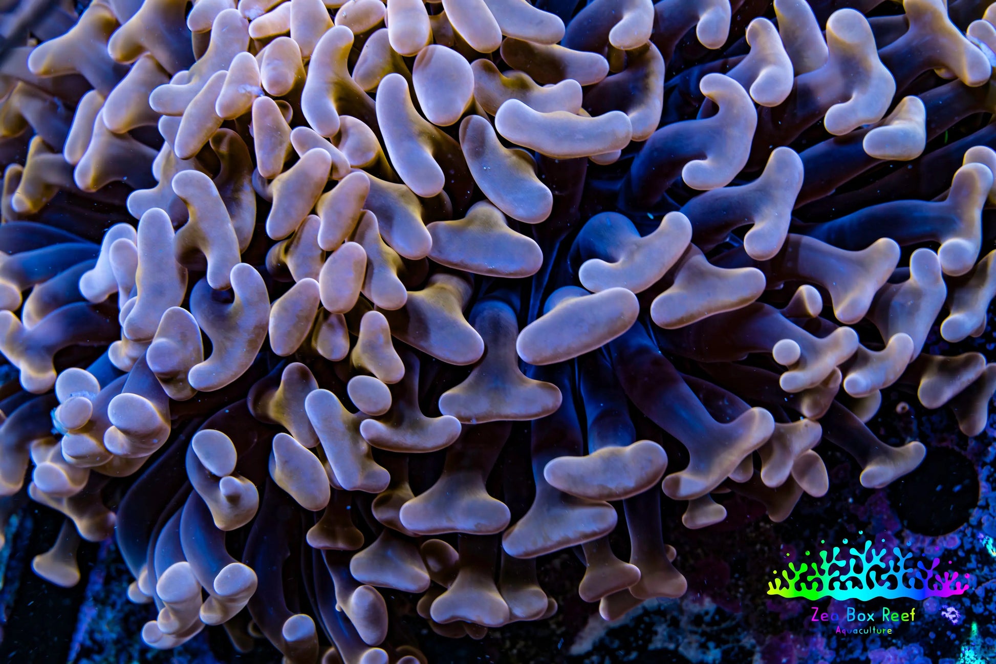 Ultra Hammer Coral -  WYSIWYG 9cm C1R5B1 Ultra Hammer Coral -  WYSIWYG 9cm C1R5B1 Aquarium Decor Ultra Hammer Coral -  WYSIWYG 9cm C1R5B1 Zeo Box Reef