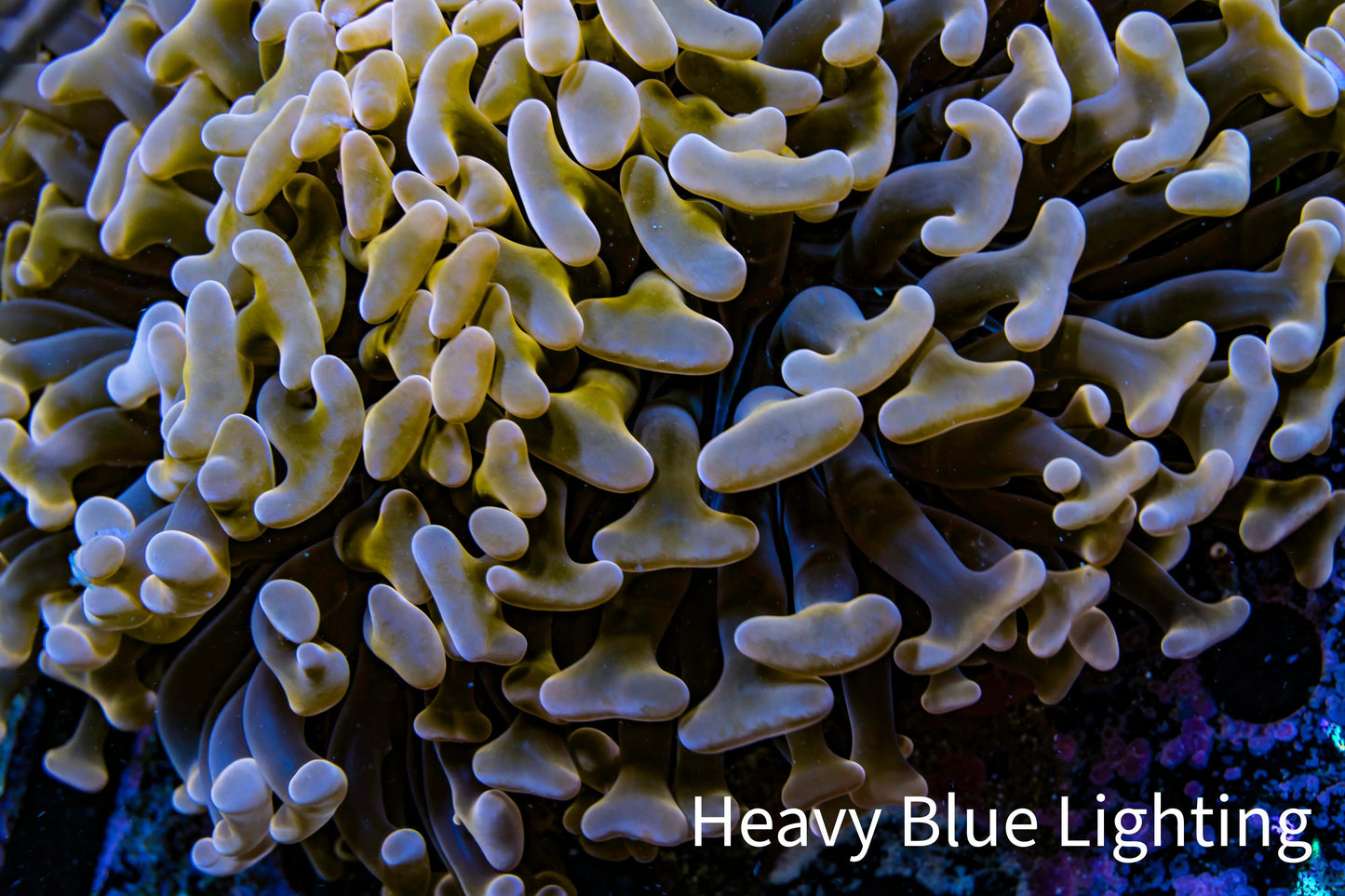 Ultra Hammer Coral -  WYSIWYG 9cm C1R5B1 Ultra Hammer Coral -  WYSIWYG 9cm C1R5B1 Aquarium Decor Ultra Hammer Coral -  WYSIWYG 9cm C1R5B1 Zeo Box Reef