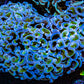Ultra Hammer Coral -  WYSIWYG 9cm F11R6B1 Ultra Hammer Coral -  WYSIWYG 9cm F11R6B1 Aquarium Decor Ultra Hammer Coral -  WYSIWYG 9cm F11R6B1 Zeo Box Reef