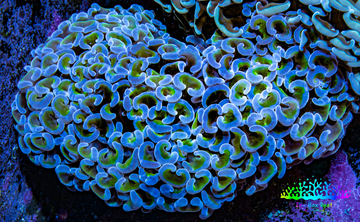 Ultra Hammer Coral -  WYSIWYG 9cm F11R6B1 Ultra Hammer Coral -  WYSIWYG 9cm F11R6B1 Aquarium Decor Ultra Hammer Coral -  WYSIWYG 9cm F11R6B1 Zeo Box Reef