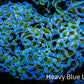 Ultra Hammer Coral -  WYSIWYG 9cm F11R6B1 Ultra Hammer Coral -  WYSIWYG 9cm F11R6B1 Aquarium Decor Ultra Hammer Coral -  WYSIWYG 9cm F11R6B1 Zeo Box Reef
