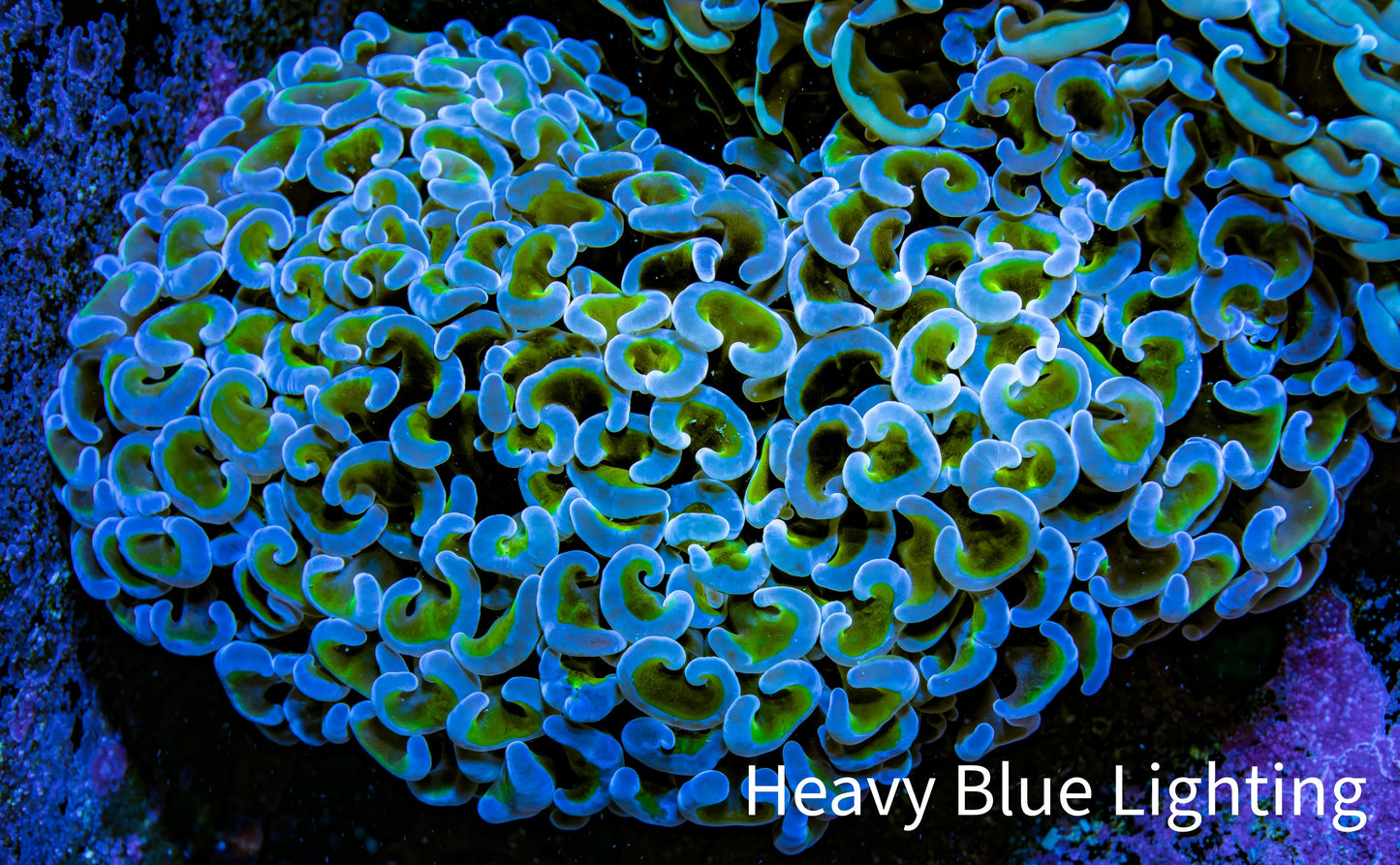 Ultra Hammer Coral -  WYSIWYG 9cm F11R6B1 Ultra Hammer Coral -  WYSIWYG 9cm F11R6B1 Aquarium Decor Ultra Hammer Coral -  WYSIWYG 9cm F11R6B1 Zeo Box Reef
