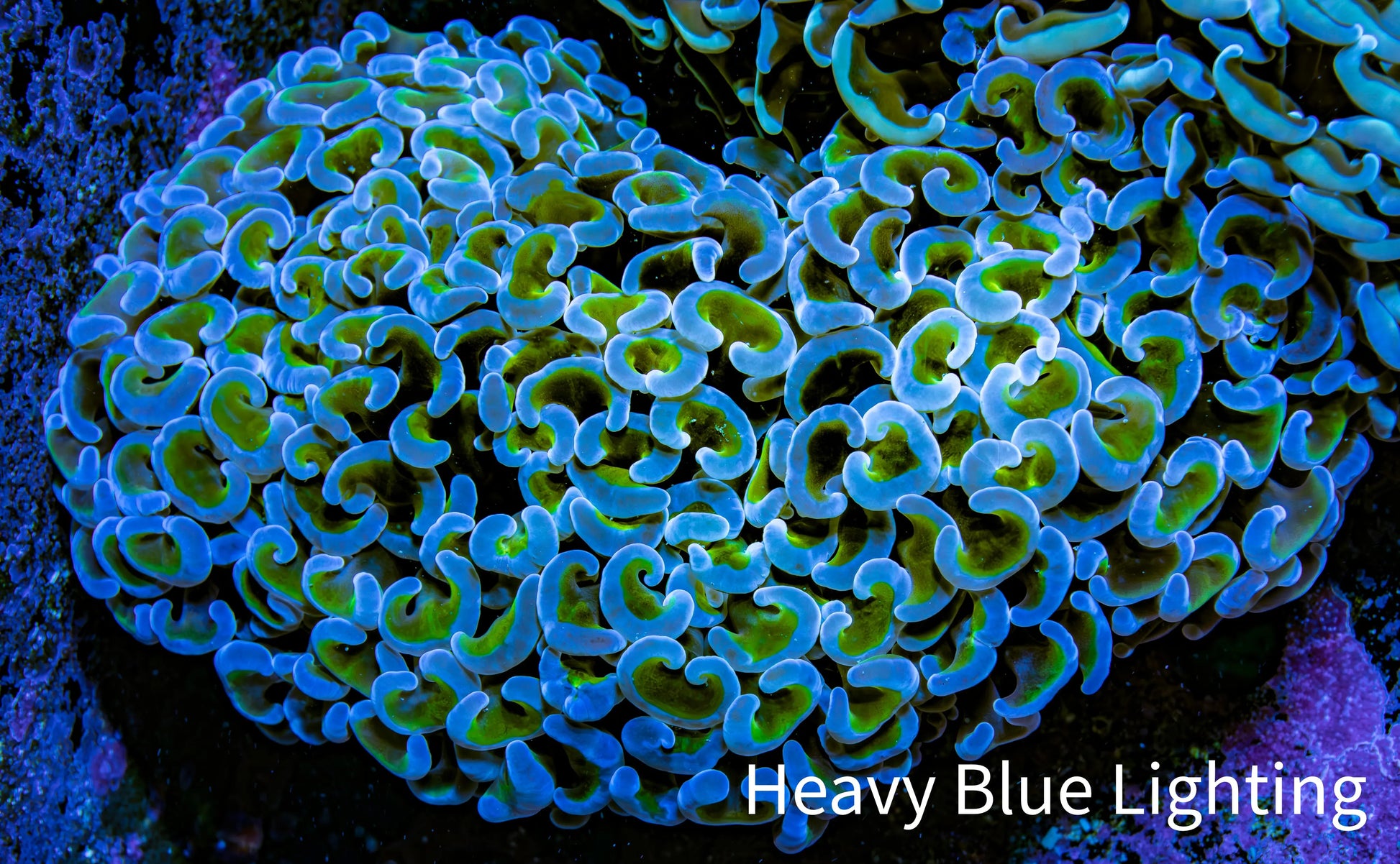 Ultra Hammer Coral -  WYSIWYG 9cm F11R6B1 Ultra Hammer Coral -  WYSIWYG 9cm F11R6B1 Aquarium Decor Ultra Hammer Coral -  WYSIWYG 9cm F11R6B1 Zeo Box Reef