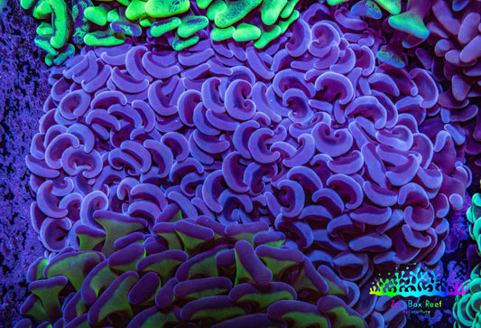 Ultra Hammer Coral -  WYSIWYG 9cm F4R5B1 Ultra Hammer Coral -  WYSIWYG 9cm F4R5B1 Aquarium Decor Ultra Hammer Coral -  WYSIWYG 9cm F4R5B1 Zeo Box Reef