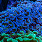 Ultra Hammer Coral -  WYSIWYG 9cm G11R6B1 Ultra Hammer Coral -  WYSIWYG 9cm G11R6B1 Aquarium Decor Ultra Hammer Coral -  WYSIWYG 9cm G11R6B1 Zeo Box Reef