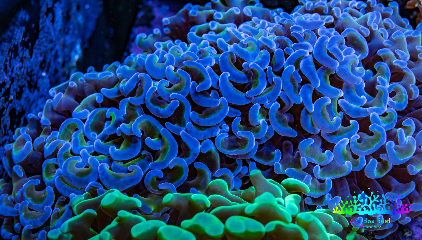Ultra Hammer Coral -  WYSIWYG 9cm G11R6B1 Ultra Hammer Coral -  WYSIWYG 9cm G11R6B1 Aquarium Decor Ultra Hammer Coral -  WYSIWYG 9cm G11R6B1 Zeo Box Reef